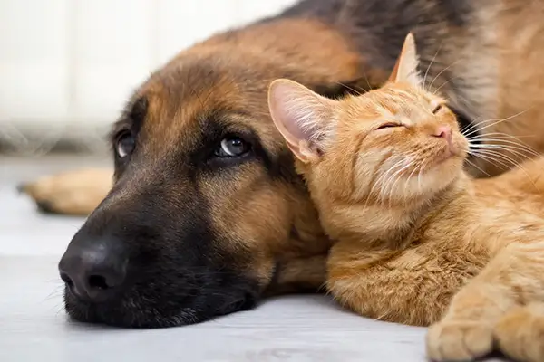 A dog and cat sleeping peacefully next to each other.